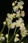 Fringed black bindweed